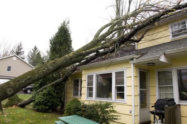 Hurricane Damage Repair in Saint Petersburg